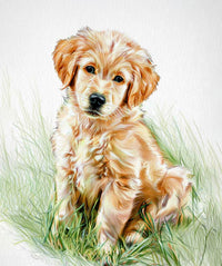 Pencil Colour